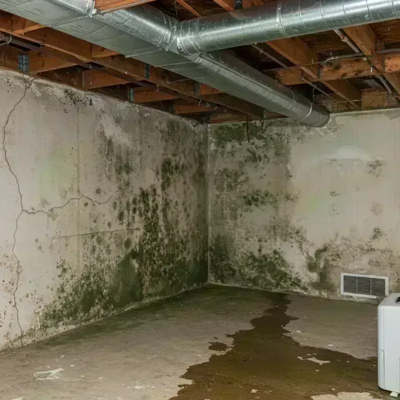 Professional Mold Removal in Macon County, MO